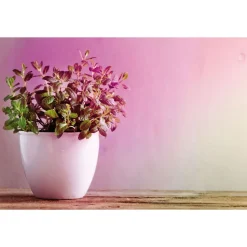LED-kasvilamppu Paulmann Grow Green Edition, GU10, 95lm, 3.5W, 1100K, filamentti
